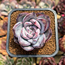 Echeveria 'Black Sabbath' 2"-3" Succulent Plant Cutting