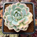 Echeveria 'Orange Monroe' Variegated 2"-3" Succulent Plant Cutting