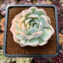 Echeveria 'Orange Monroe' Variegated 2"-3" Succulent Plant Cutting