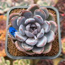 Echeveria 'Purple Stone' 2"-3" Succulent Plant Cutting