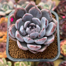 Echeveria 'Purple Stone' 2"-3" Succulent Plant Cutting