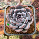 Echeveria 'Purple Stone' 2"-3" Succulent Plant Cutting