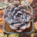 Echeveria 'Purple Stone' 2"-3" Succulent Plant Cutting