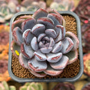 Echeveria 'Purple Stone' 2"-3" Succulent Plant Cutting