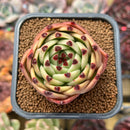 Echeveria 'Blue Dragon' Type A 2" Succulent Plant Cutting