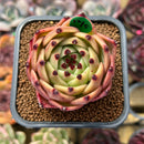 Echeveria 'Blue Dragon' Type A 2" Succulent Plant Cutting