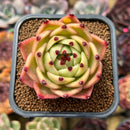 Echeveria 'Blue Dragon' Type A 2" Succulent Plant Cutting