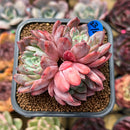 Echeveria 'White Bird' 2"-3" Succulent Plant Cutting