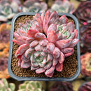 Echeveria 'White Bird' 2"-3" Succulent Plant Cutting
