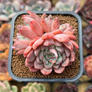 Echeveria 'White Bird' 2"-3" Succulent Plant Cutting