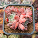 Echeveria 'White Bird' 2"-3" Succulent Plant Cutting