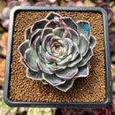 Echeveria 'Jade Bead' 3" New Hybrid Succulent Plant Cutting