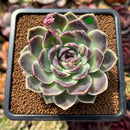 Echeveria 'Jade Bead' 3" New Hybrid Succulent Plant Cutting