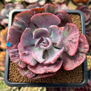 Echeveria 'Beyonce Rainbow' Variegated 3" Succulent Plant Cutting