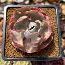 Echeveria 'Beyonce Rainbow' Variegated 2" Succulent Plant Cutting