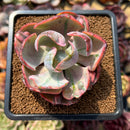 Echeveria 'Beyonce Rainbow' Variegated 2" Succulent Plant Cutting