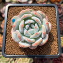 Echeveria 'Orange Monroe' 2" Succulent Plant Cutting