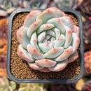 Echeveria 'Orange Monroe' 2" Succulent Plant Cutting