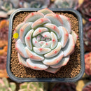 Echeveria 'Orange Monroe' 2" Succulent Plant Cutting
