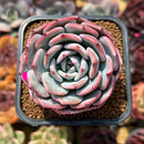 Echeveria 'Horizon' 2" Succulent Plant Cutting