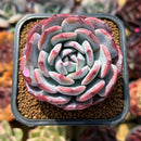 Echeveria 'Horizon' 2" Succulent Plant Cutting