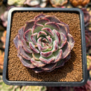 Echeveria 'Yasmin' 2"-3" New Hybrid Succulent Plant Cutting
