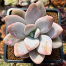 Pachyphytum 'Pink Frevel' 2"-3" Succulent Plant Cutting