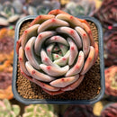 Echeveria 'White Night' 2" Succulent Plant Cutting
