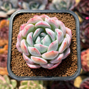 Echeveria 'Jade Glow' 2" Succulent Plant Cutting