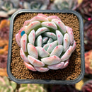 Echeveria 'Jade Glow' 2" Succulent Plant Cutting