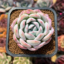 Echeveria 'Jade Glow' 2" Succulent Plant Cutting