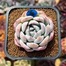Echeveria 'Jade Glow' 2" Succulent Plant Cutting