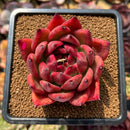 Echeveria Agavoides 'Amestro' 2"-3" Succulent Plant Cutting
