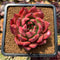 Echeveria Agavoides 'Amestro' 2"-3" Succulent Plant Cutting