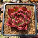 Echeveria Agavoides 'Amestro' 2"-3" Succulent Plant Cutting