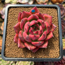 Echeveria Agavoides 'Amestro' 2"-3" Succulent Plant Cutting