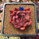 Echeveria Agavoides 'Amestro' 2"-3" Succulent Plant Cutting
