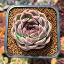 Echeveria 'Lavender Rose' 2"-3" Succulent Plant Cutting