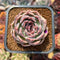 Echeveria 'Lavender Rose' 2"-3" Succulent Plant Cutting