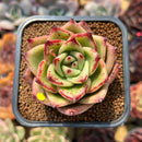 Echeveria Agavoides 'Red Nail' 2"-3" Succulent Plant Cutting