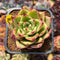 Echeveria Agavoides 'Red Nail' 2"-3" Succulent Plant Cutting