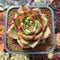 Echeveria Agavoides 'Red Nail' 2"-3" Succulent Plant Cutting