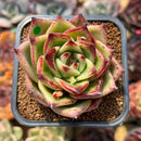 Echeveria Agavoides 'Red Nail' 2"-3" Succulent Plant Cutting