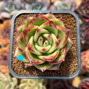 Echeveria Agavoides 'Red Nail' 2"-3" Succulent Plant Cutting