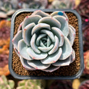 Echeveria 'White Pearl' 2" Succulent Plant Cutting