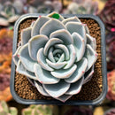 Echeveria 'White Pearl' 2" Succulent Plant Cutting