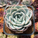 Echeveria 'White Pearl' 2" Succulent Plant Cutting