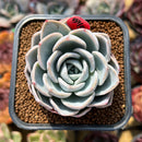 Echeveria 'White Pearl' 2" Succulent Plant Cutting