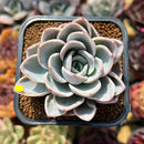 Echeveria 'White Pearl' 2" Succulent Plant Cutting