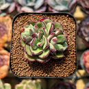 Echeveria 'Joan Daniel' 2" Succulent Plant Cutting